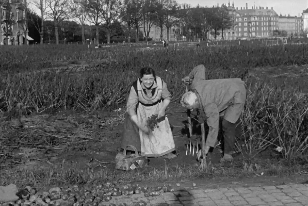Der høstes kartofler i 1917