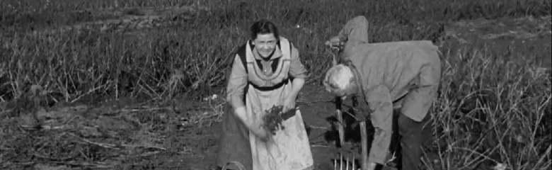 Der høstes kartofler i 1917