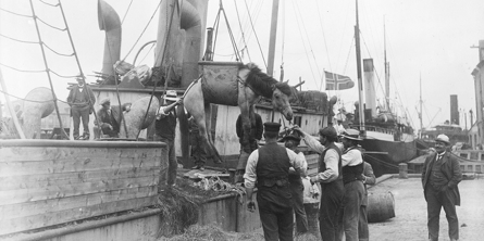 Hesteeksporten var et af Danmarks vigtigste forhandlingskort over for Tyskland